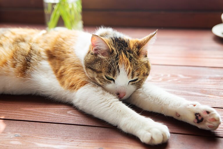 【獣医師監修】猫の熱中症とは?気になる対策とその症状を重症度別に解説